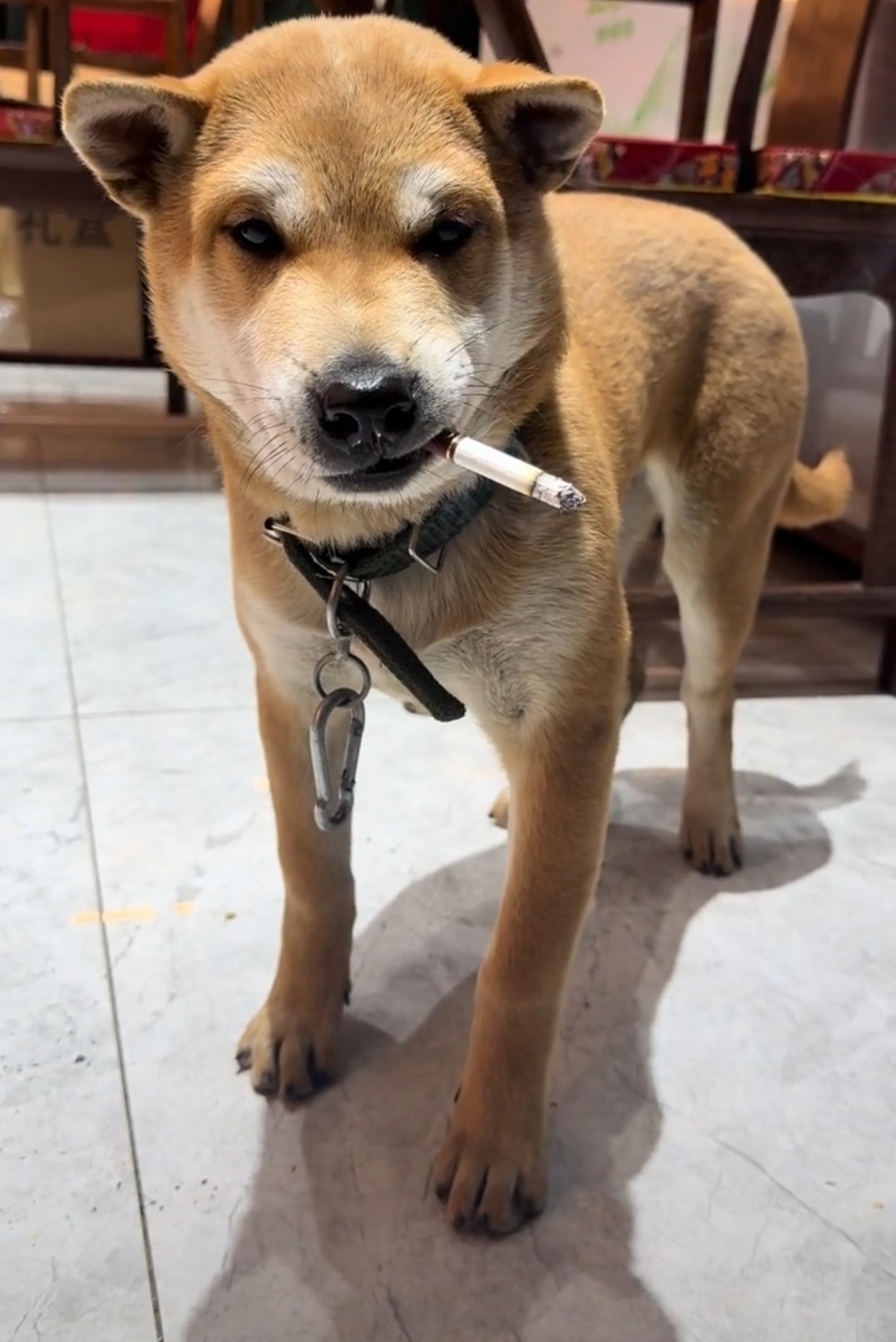 狗子叼烟,法力无边~